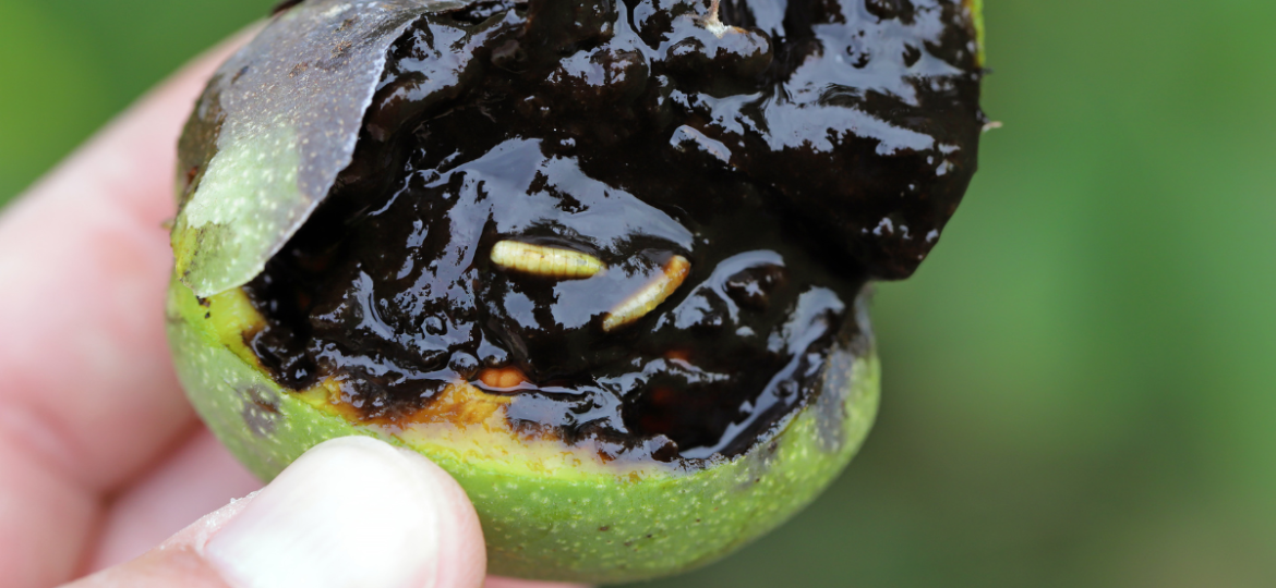 p-nogalesrhagoletiscompleta