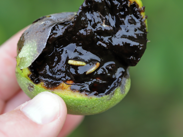 p-nogalesrhagoletiscompleta