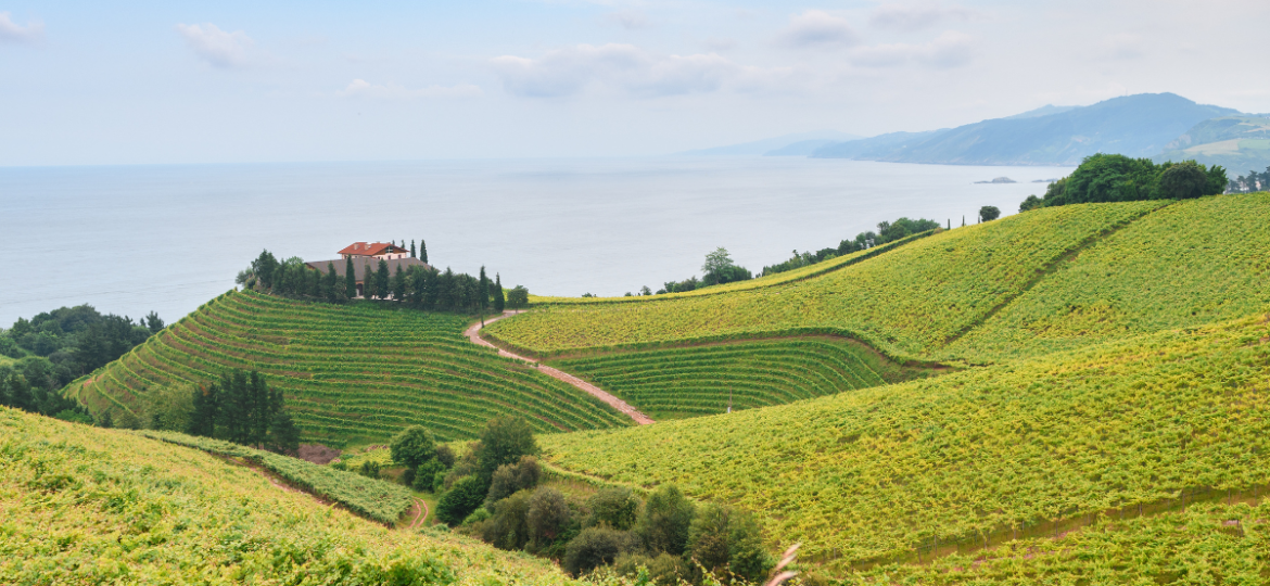 p-vititransfergetaria