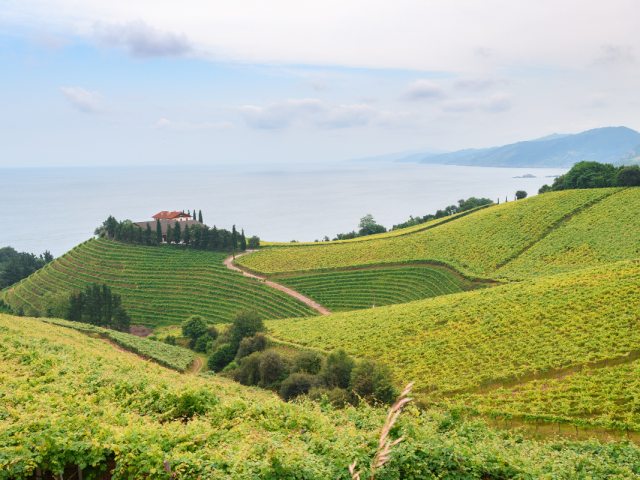 p-vititransfergetaria