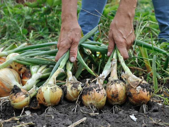 p-cebollas (1)