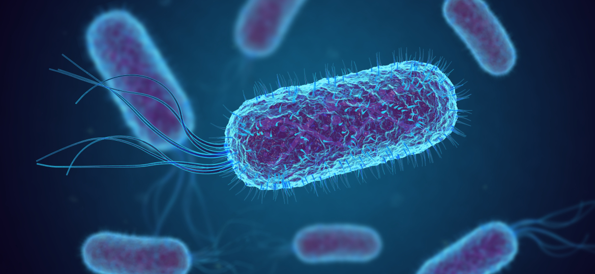 Escherichia Coli (E. Coli.) cells or  bacteria under microscope