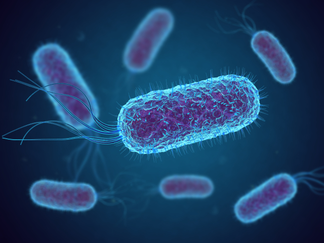 Escherichia Coli (E. Coli.) cells or bacteria under microscope