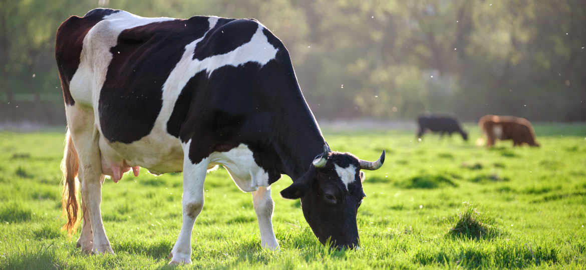 Milk cow grazing on green farm pasture on summer day. Feeding of cattle on farmland grassland