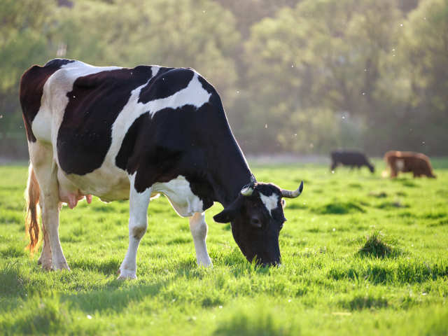 Milk cow grazing on green farm pasture on summer day. Feeding of cattle on farmland grassland
