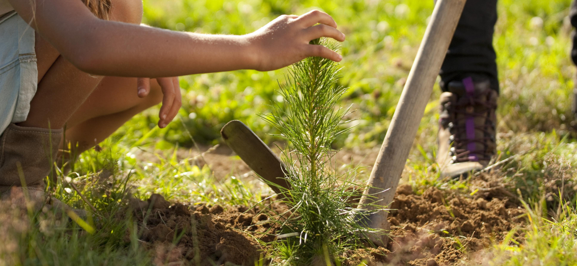 plantando2