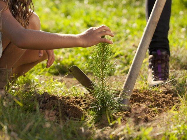plantando2